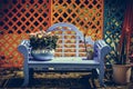 White wild chrysanthemum in the gardenÃ¯Â¼ÅBonsai on a blue chair